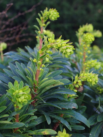 Gardening Dilemmas - Part 3 Gardening Dilemmas - Part 3
