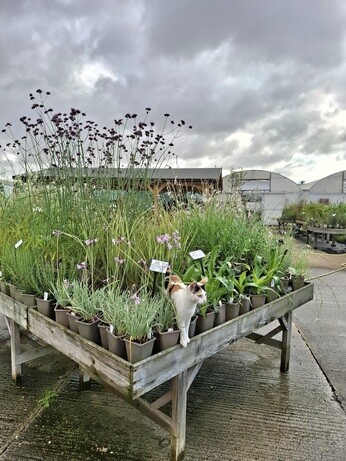 Weekly catch up with garden & propagation