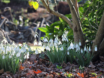 Splendid snowdrops at the Beth Chatto Gardens