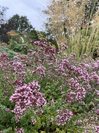 Weekly catch up with garden & propagation