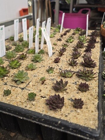 Weekly catch up with garden & propagation