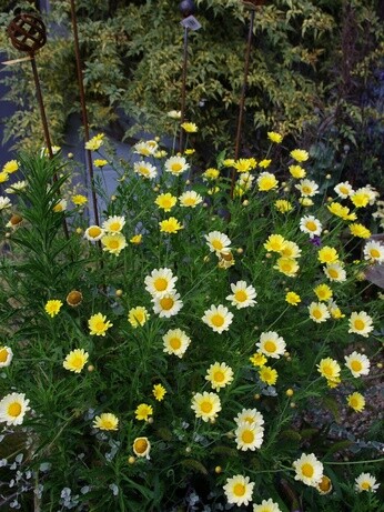 Team Chatto's favourite plants - part 3 Team Chatto's favourite plants - part 3