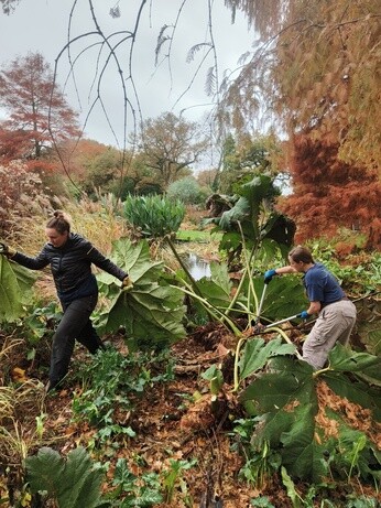 Weekly catch up with garden & propagation