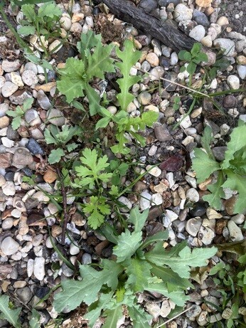 Weekly catch up with gardens & propagation