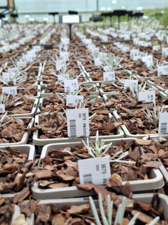 Weekly catch up with garden & propagation Weekly catch up with garden & propagation