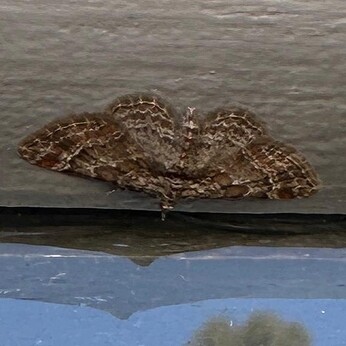 Wild Words from the Ground - March