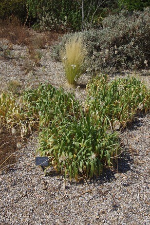 How summer heat has affected the plants How summer heat has affected the plants