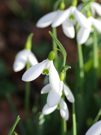 Splendid snowdrops at the Beth Chatto Gardens