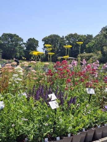 Weekly catch up with garden and propagation