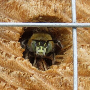 Wildlife at the heart of the City:  the Beth Chatto Meanwhile Garden   