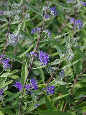 Plant profile - caryopteris Plant profile - caryopteris