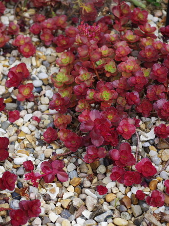 Plants that have stood up to the summer - Gravel Garden