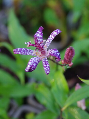Weekly catch up with garden & propagation Weekly catch up with garden & propagation
