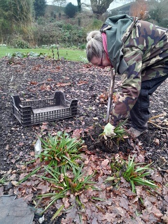 Weekly catch up with garden & propagation