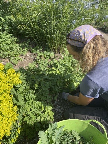 Weekly catch up with gardens & propagation