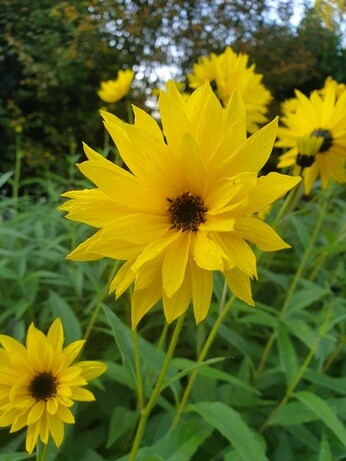 Top 10 plants for autumn interest