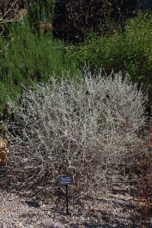 How summer heat has affected the plants How summer heat has affected the plants