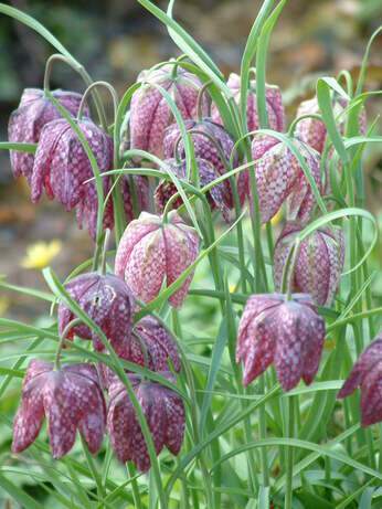 Weekly catch up with garden & propagation