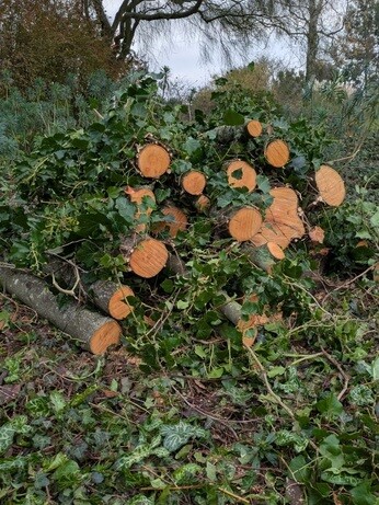 Weekly catch up with garden & propagation