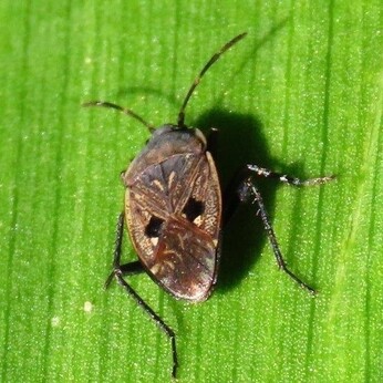 Wild Words from the Ground - March