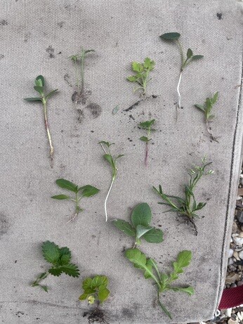 Weekly catch up with gardens & propagation