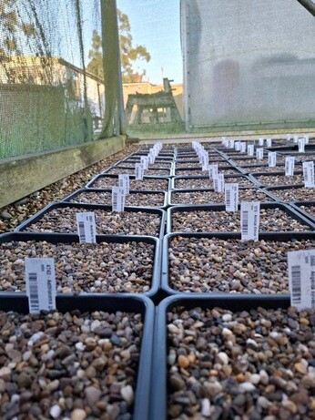 January news from the garden and propagation