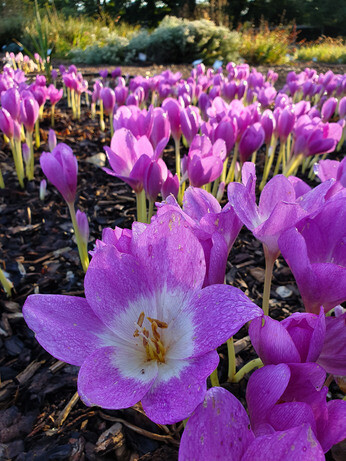 Top 10 plants for autumn interest