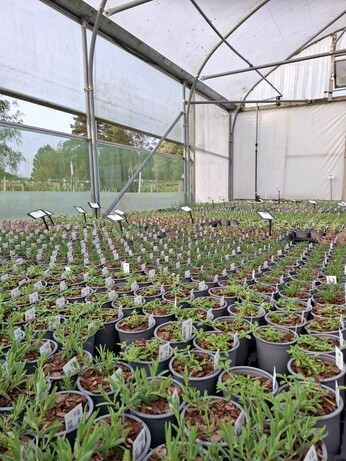 Weekly catch up with garden & propagation