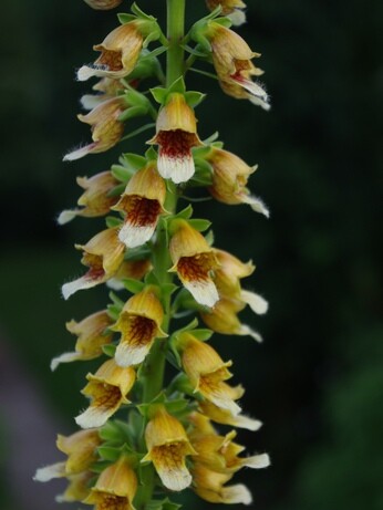 Weekly catch up with garden & propagation Weekly catch up with garden & propagation