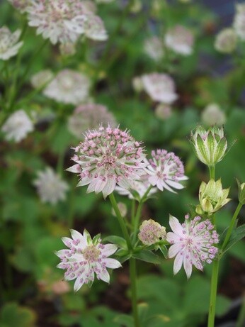Weekly catch up with garden & propagation