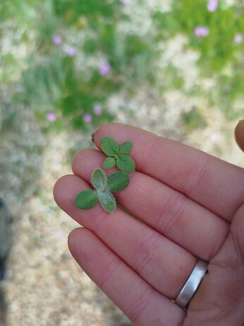 Weekly catch up with gardens & propagation