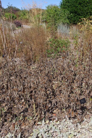 How summer heat has affected the plants How summer heat has affected the plants