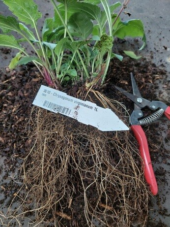 Weekly catch up with garden and propagation