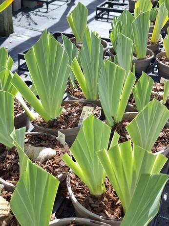 Weekly catch up with garden and propagation Weekly catch up with garden and propagation