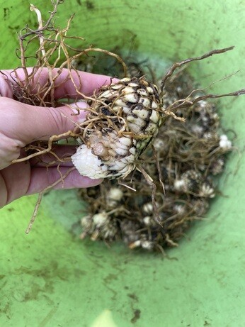 A look back at 2025 with the garden team A look back at 2025 with the garden team