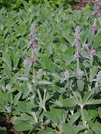 Weekly catch up with garden and propagation Weekly catch up with garden and propagation