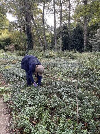 Weekly catch up with garden & propagation