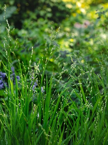 Weekly catch up with gardens & propagation