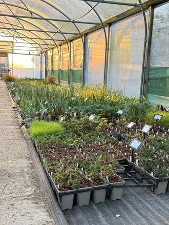 Weekly catch up with garden & propagation Weekly catch up with garden & propagation