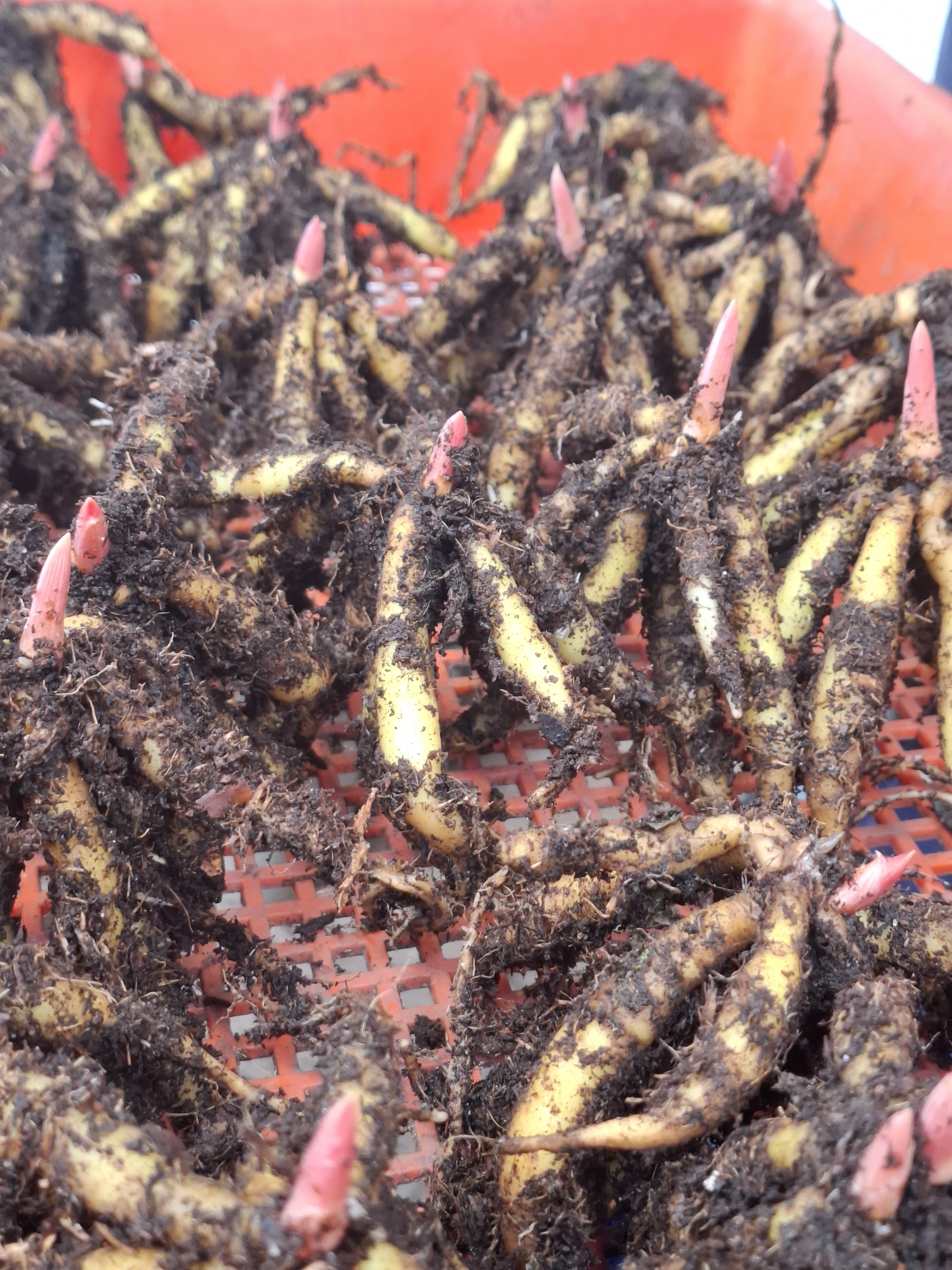 Weekly catch up with garden & propagation