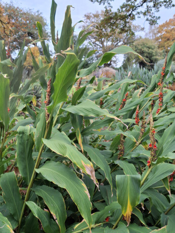 Weekly catch up with garden & propagation Weekly catch up with garden & propagation