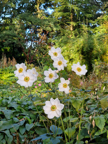 What's still in flower in October?