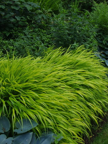 Garden Dilemma - Part 7 Garden Dilemma - Part 7