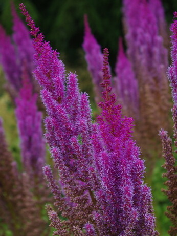 Astilbe - how to grow and care for Astilbe - how to grow and care for
