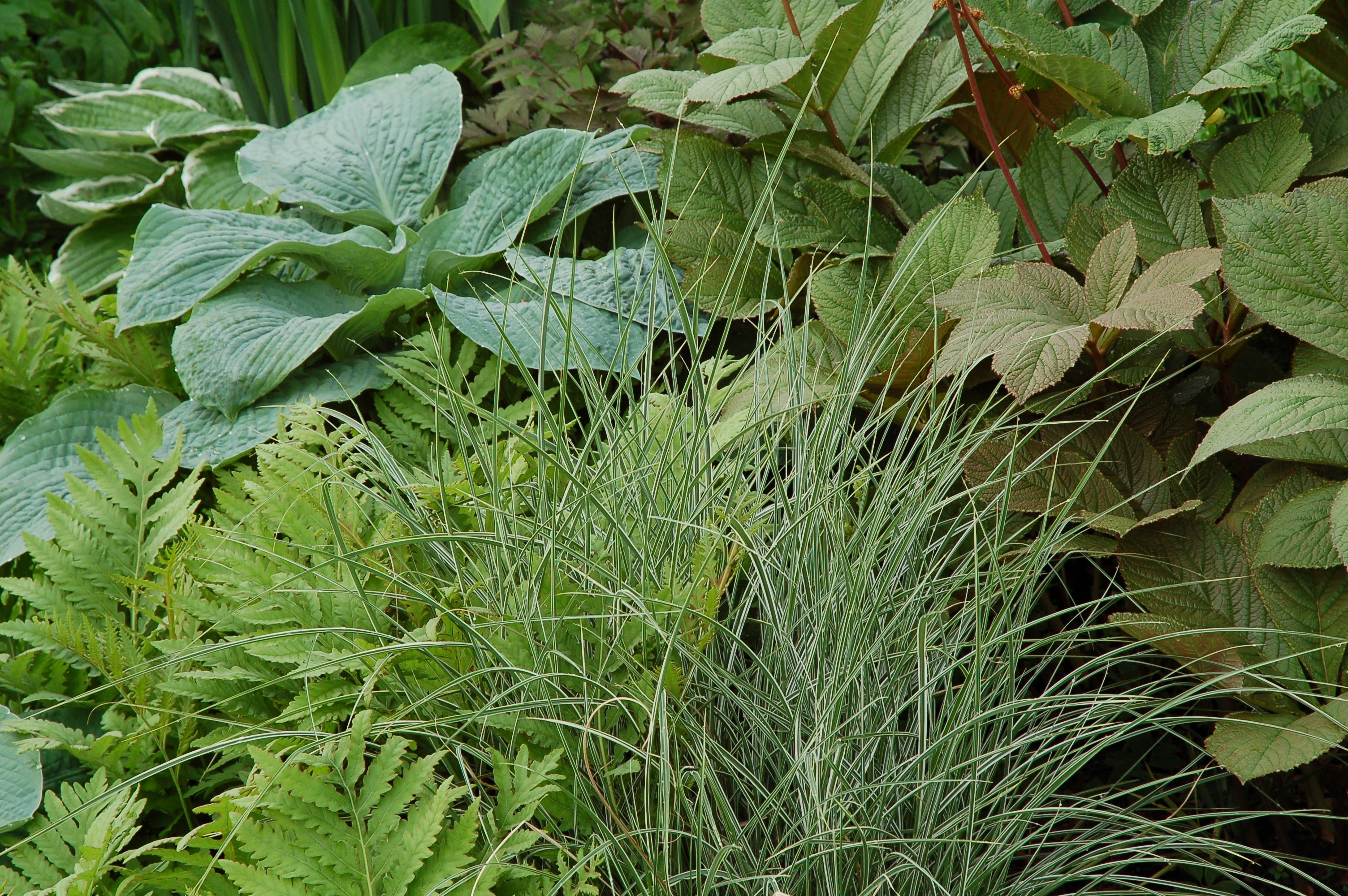 Fabulous foliage