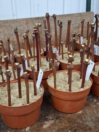 Weekly catch up with garden & propagation Weekly catch up with garden & propagation