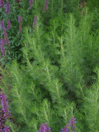 Plant profile - caryopteris Plant profile - caryopteris