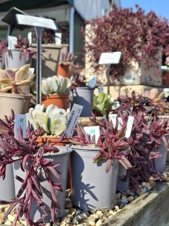 Weekly catch up with garden and propagation Weekly catch up with garden and propagation
