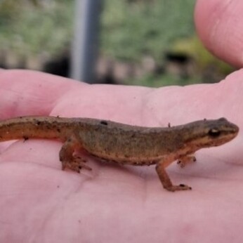 Wild Words from the Ground - March