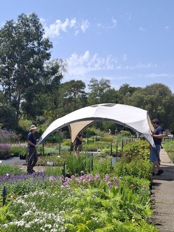 Weekly catch up with garden and propagation